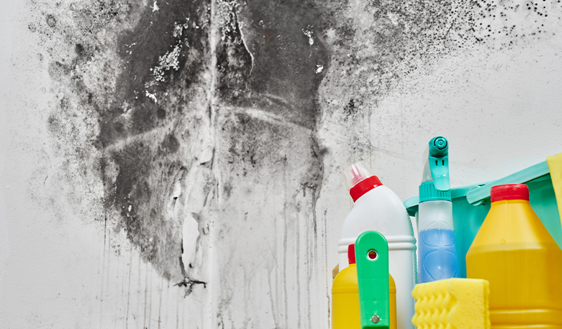 Mold and Mildew Removal in Tampa